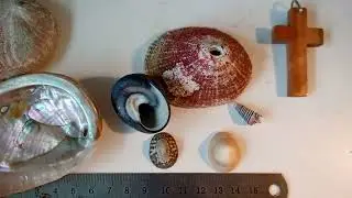 Gastropoda 1 (Lapas, sombreritos, abalones)