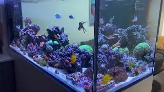 RedSea Peninsula 650 at 4months