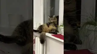 🐈&zwj;⬛ #cat #коткомпот #кот #котофейка #веселыекоты #funny #funnycats
