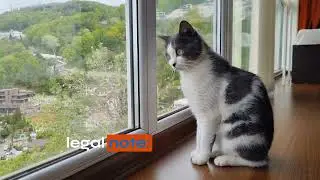 Cat Vaccine Schedule Explained (Kittens to Adults)  Cross Creek Animal Medical Centre, Tampa