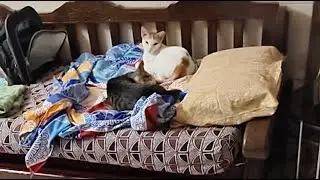 Stray Cat Whisperer  is live! Calm Peaceful 😻