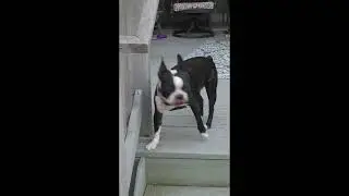 Boxer dog vs Boston Terrier best friends!