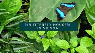 📍 VIENNA | Butterflies 🦋 in the BUTTERFLY HOUSE 🏩 in VIENNA #stelmaatjetravels #schmetterlinghaus 