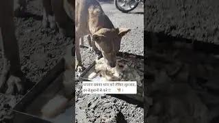 आज हमने खिलाया दूध और ब्रेड #dog #dogs #dogsofyoutube #dogshorts