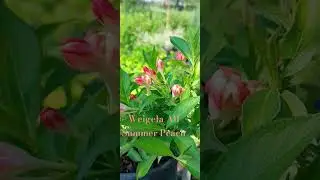 Weigela All Summer Peach #decor_sad
