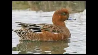 Il Fischione (The Wigeon)