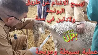 الحلقة 1 :اول مرة في المغرب😱😱 تهييج الاغنام عن طريق البونجة💥 (بروجسترول) مما يوفر ولادتين💯💯 في السنة