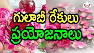 గులాబీ రేకులు ప్రయోజనాలు | Benefits of Rose Petals| Health Tips In Telugu