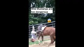 Wild Mustangs are too Dangerous!