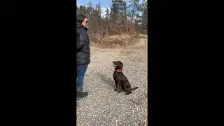 How to fix your ball obsessed dog