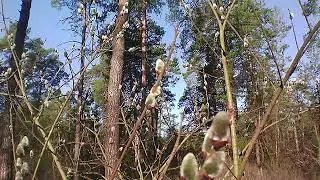 Апрельские брожения 13 Apr 2018 spring