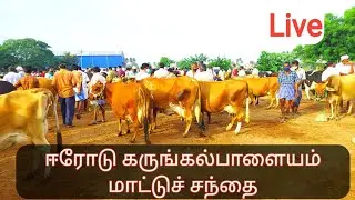 நல்ல தரமான கறவை மாடுகளும் எருமை மாடுகளும் இங்கு கிடைக்கும்