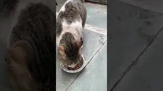 Couldn&rsquo;t concentrate while feeding Meautu 🐈 & Krack Jack 🐱 💔