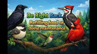 Crescent City Critters Live Stream