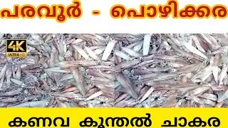 പരവൂർ - പൊഴിക്കര മീൻ ചാകര | pozhikkara fish market | paravur | kollam | @KL02Villagevibezz