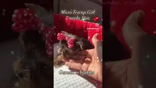❤️MICRO TEACUP YORKIES FOR SALE❤️