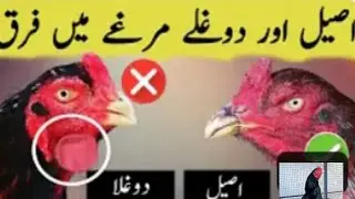 Doglay or tarlay murgay ki pehchan /AWAN SAAB