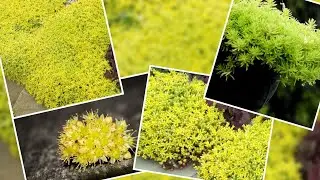 Dekorativni pokrivač tla limunska lopta, stoncrop je biljka za sve prostore#stoncrop#limunskalopta
