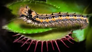 Venus Flytrap Catches a HAIRY CATERPILLAR - In Extreme Macro Detail!