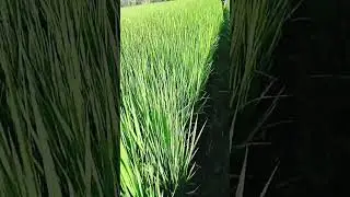 LP2096 & RC402 rice variety may pa until unting bunga na #buhaybukid #buhayprobinsya #magsasaka