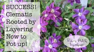 Propagate Clematis by Layering Success, Time to Pot Up