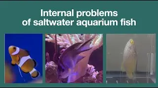 Internal Problems of saltwater aquarium fish