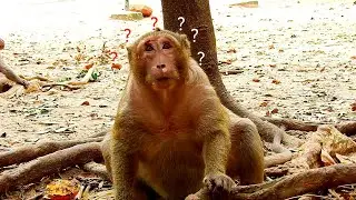 Last video of monkey Sweet Pea, I miss monkey Sweet Pea, Please come back Sweet Pea monkey