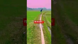 #village #villagelife #villagelifestyle #rural #motivation #ytshorts #youtubeshorts #nature #farming