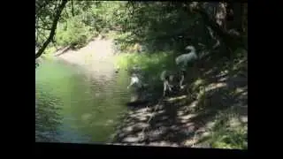 Mit Marley im Hundewald
