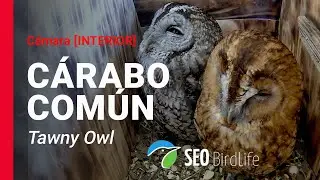 🔴DIRECTO C&aacute;rabo com&uacute;n 🦉 [INTERIOR] 🔴LIVE Tawny Owls in Spain 🦉. Toledo, Castilla-La Mancha.