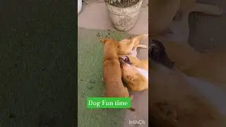 dog Fun time #shortvideo #funnyvideo #doglove