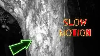 IN FRONT OF WILDLIFE CAMERAS: How does a mouse climb an apple tree at night?