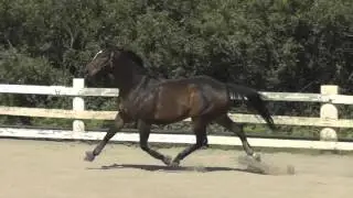 Free Jumping Horses: Mojo