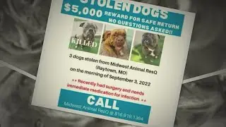 Dog stolen from Raytown, Missouri animal rescue found dead in Kansas
