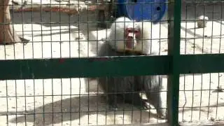 jealous monkey!