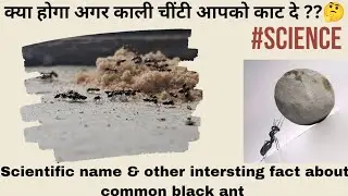 Intersting fact about common black ant (Lasius niger) || #science #UnfilteredStuff