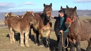Caii lui Beni de la Valea Mare de Cris, Bihor - 2025 Nou!!!