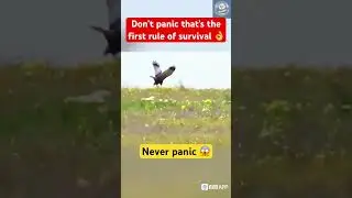Never panic never give up Brave Rabbit vs Falcon