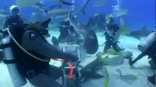 Stuart Cove's Shark Adventure Dive Sept 11, 2012 !!!