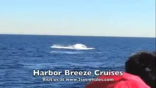 Grey Whale Breaching!