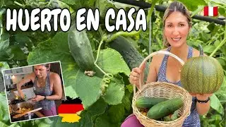 Mi Huerto Organico en Alemania g🥒🥘 Cocinamos un guiso de PEPINILLO delicioso 🇩🇪  | Shirley Tocic