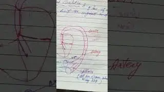 Systemic Blood Circulation #biology #humanbodysystem #remix