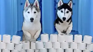 My Dog Reacts to the Toilet Paper Challenge | Huskies Vs Toilet Paper Rolls