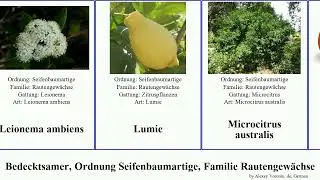 Bedecktsamer, Ordnung Seifenbaumartige, Familie Rautengew&auml;chse citrus flindersia zieria margarita