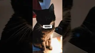 Drama i #książki #shorts #books #short #booktube #shortvideo #BookTokPolska #Czytam #pisanie