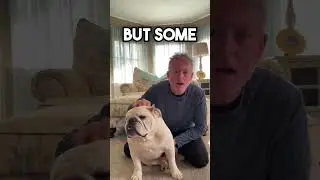 BULLDOG ALMOST BECAME EXTINCT (BULLDOG DOG FACTS)