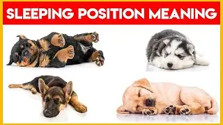 Warning: 8 Sleeping Positions Your Dog Does and Their Meanings