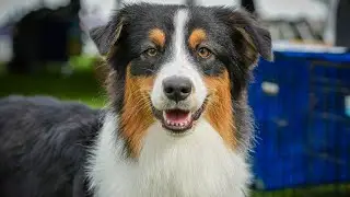 Cornell Richard P. Riney Canine Health Center: 2023 Wine Country Circuit Dog Show Recap