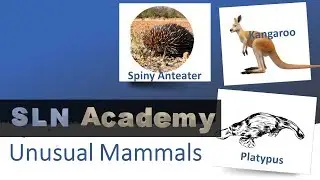 Unusual Mammals - Kangaroo, Platypus, Spiny Anteater ; Marsupials
