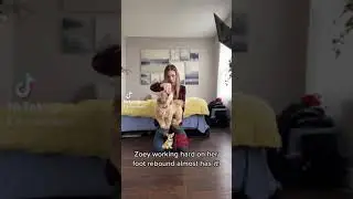 Dog tricks yorkipoo learning foot stall